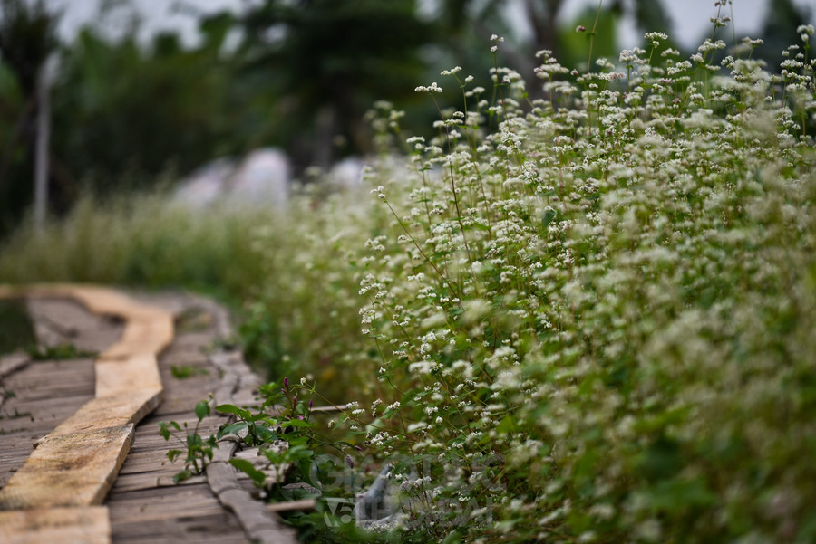 Loài hoa tam giác mạch được trồng nơi đây.