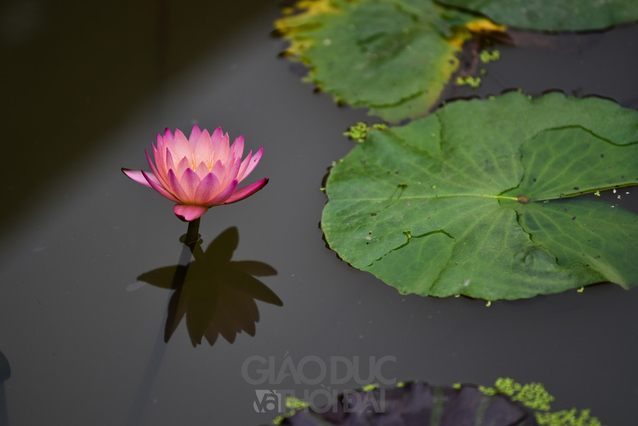 Trở về tuổi thơ với ngôi làng ngay giữa lòng Hà Nội  ảnh 31