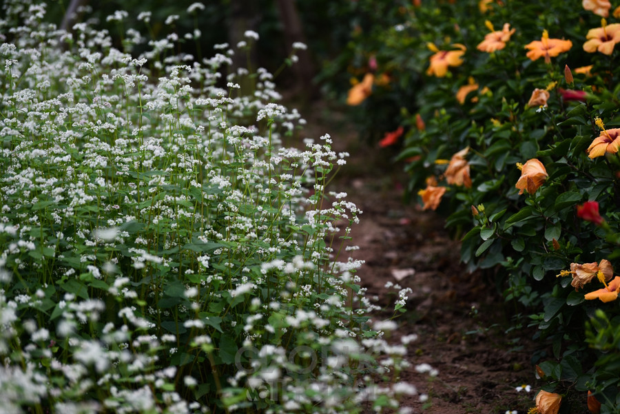 Những khoảng không gian rộng trồng hoa tam giác mạch sẽ là nơi mà những bạn yêu thích nhiếp ảnh không thể bỏ qua.