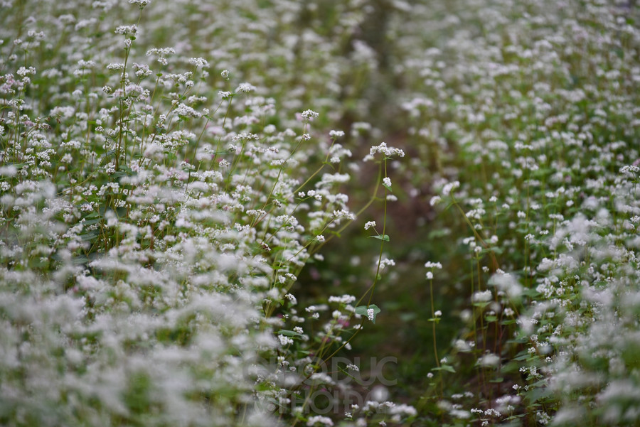 Trở về tuổi thơ với ngôi làng ngay giữa lòng Hà Nội  ảnh 6