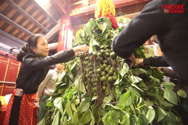 Cùng với hoa tre, những giò trầu cau như thế này cũng được cho là lộc xuân may mắn.