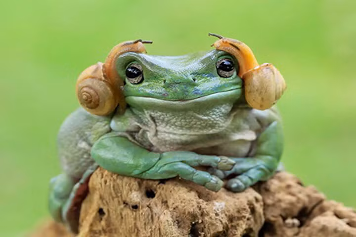 Những khoảnh khắc cực hài hước của ếch xanh