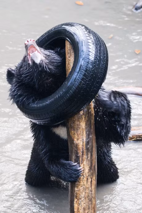 Gau den quan quai, vat va vi ket dau vao banh xe - Anh 5