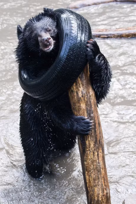 Gau den quan quai, vat va vi ket dau vao banh xe - Anh 6