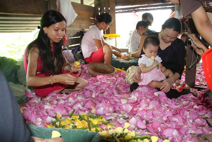 Từ gần 2.000 bông sen,chỉ thu được hơn gần 2 cân “gạo sen” và giá của mỗi cân chè sen có giá vài triệu đồng 