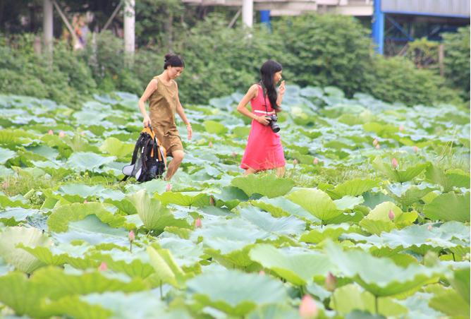 Đầm sen còn là địa điểm thú vị để mọi người đến thưởng sen và chụp ảnh