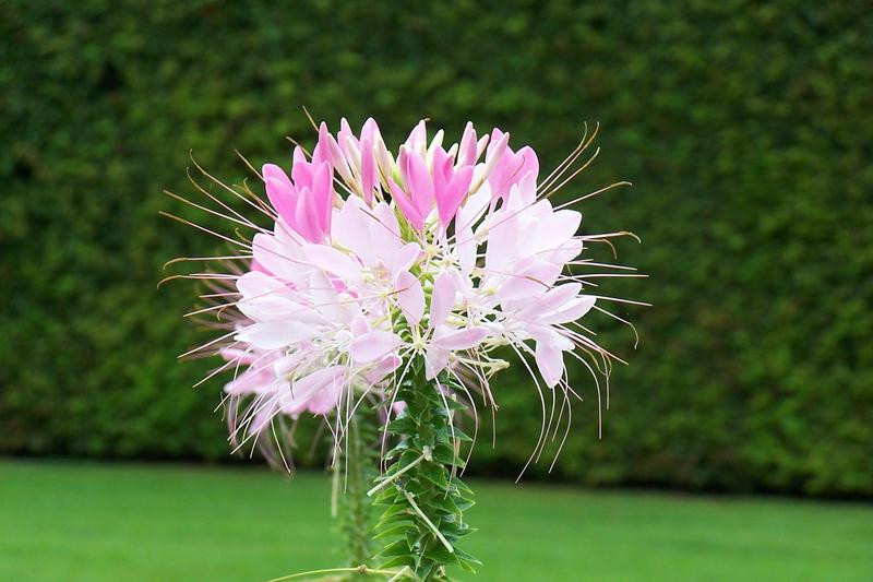 (Ảnh: Internet) (Ảnh: Internet)