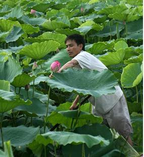 Công việc hái sen bắt đầu từ sáng sớm