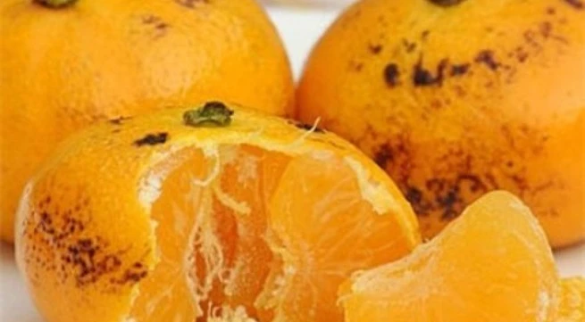 5 mẹo dân gian trị ho không cần kháng sinh bạn không nên bỏ lỡ