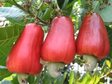 Thuốc diệt muỗi từ cây cỏ nhà nào cũng cần