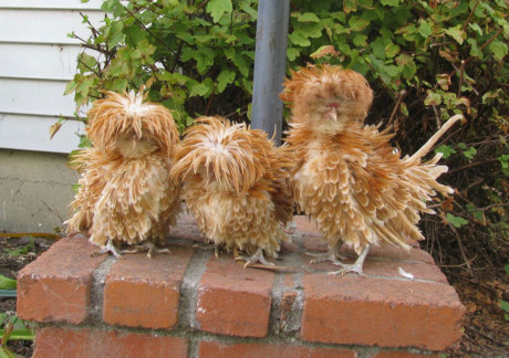 Nhung giong ga co be ngoai 