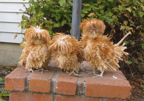 Nhung giong ga co be ngoai 