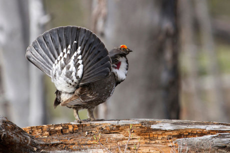Nhung giong ga co be ngoai 