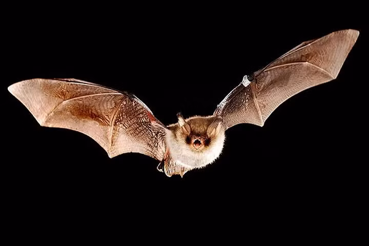 Phát hiện tế bào thần kinh "GPS" của loài dơi