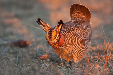 Nhung giong ga co be ngoai 