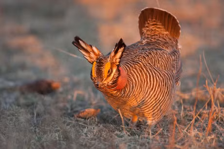 Nhung giong ga co be ngoai 