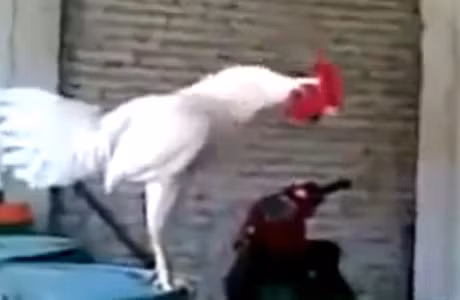 Cuoi vo bung voi tieng gay ky di cua chu ga trong - Anh 1