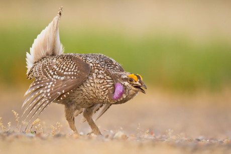 Nhung giong ga co be ngoai 