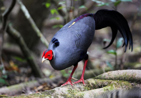 Nhung giong ga co be ngoai 