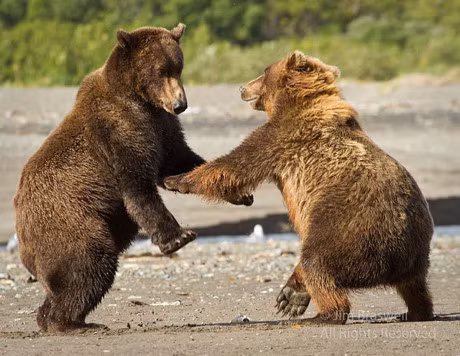 Khi gau nau hoang da ra don hiem voi dong loai - Anh 10