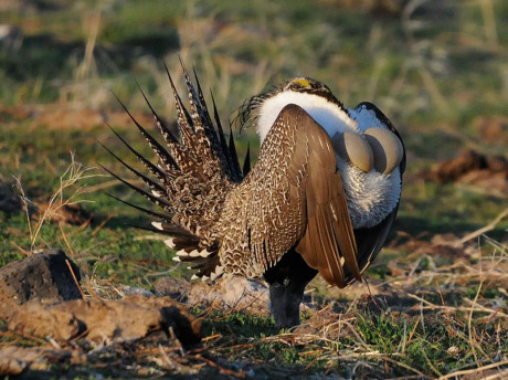 Nhung giong ga co be ngoai 