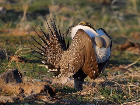 Nhung giong ga co be ngoai 