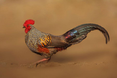 Nhung giong ga co be ngoai 