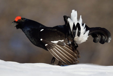 Nhung giong ga co be ngoai 