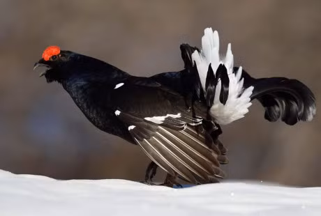 Nhung giong ga co be ngoai 