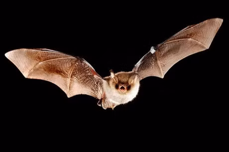 Phat hien te bao than kinh 