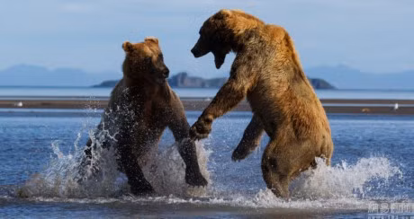 Khi gau nau hoang da ra don hiem voi dong loai - Anh 5