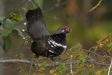 Nhung giong ga co be ngoai 