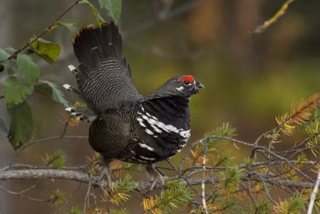 Nhung giong ga co be ngoai 