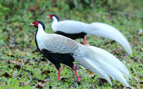 Nhung giong ga co be ngoai 