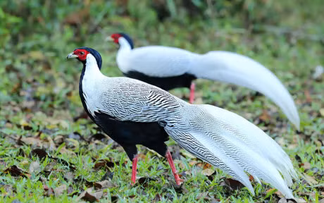 Nhung giong ga co be ngoai 