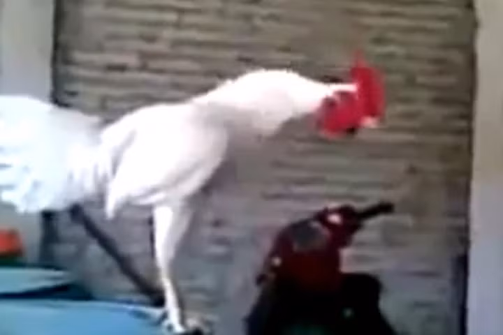 Cười vỡ bụng với tiếng gáy kỳ dị của chú gà trống