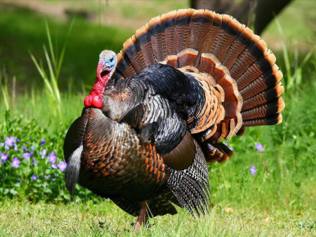 Nhung giong ga co be ngoai 