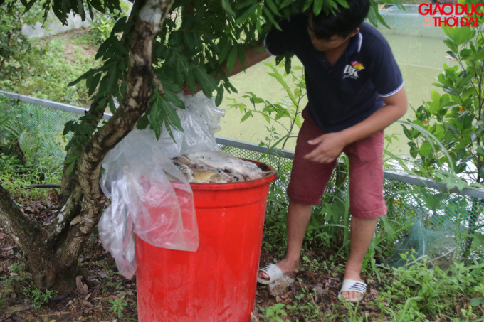 Theo anh Dũng ao cá nhà anh hiện tại ước tính khoảng 1 tấn cá đã chết.