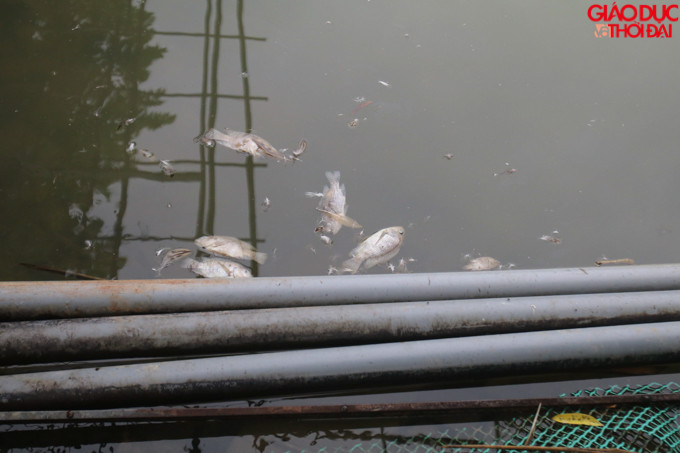 Rất nhiều cá vẫn tiếp tục chết tại con suối Khại.