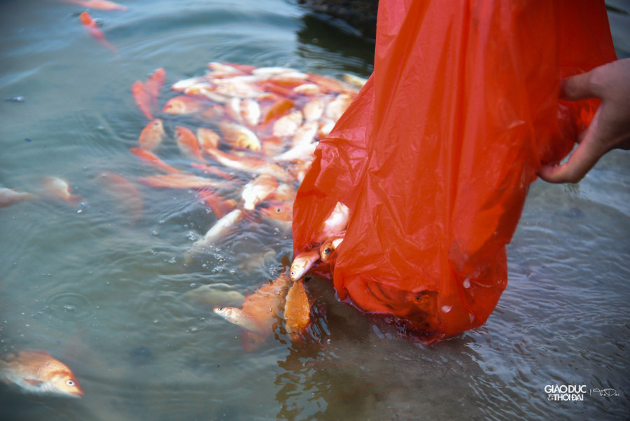 Nhiều người dân khi mang cá ra thả tại Hồ Tây, cá đã chết gần hết.