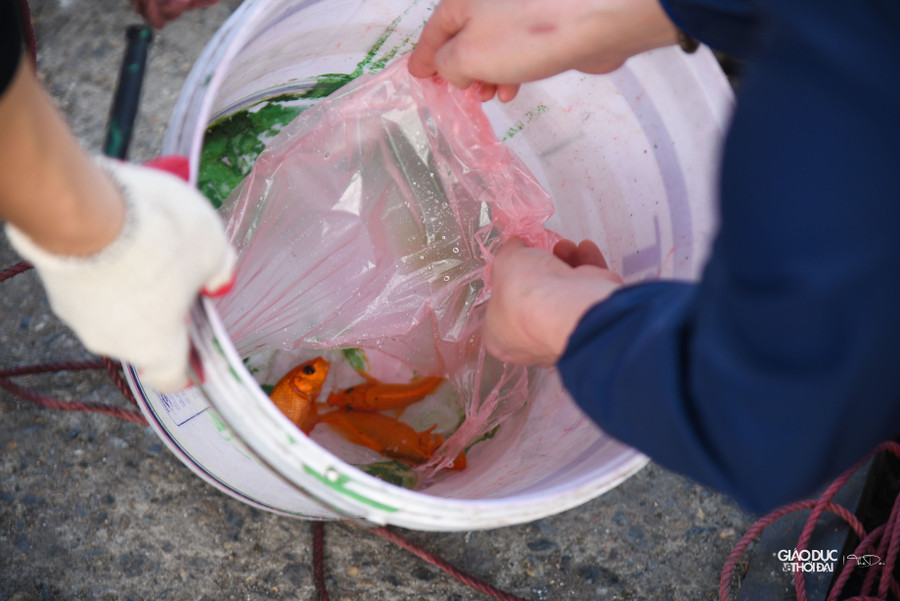 Cá chép sẽ được cho vào xô.