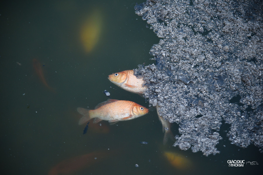 Tại khu vực Hồ Tây nhiều cá chép khi vừa thả xuống đã chết, nổi trên mặt nước.