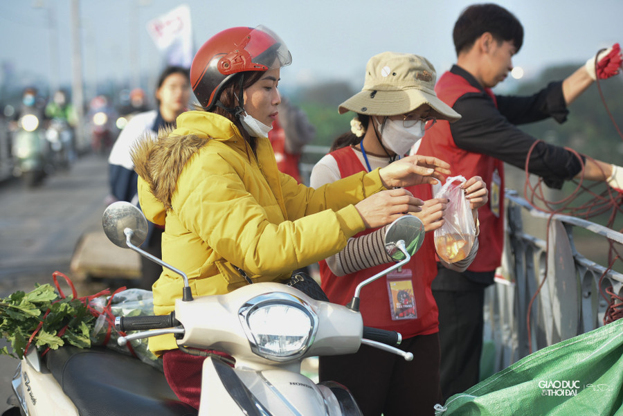 Cá chép vàng của người dân được các bạn tình nguyện viên thả giúp bằng cách cho vào xô rồi dòng dây xuống gần mặt nước mới đổ xuống, tránh tình trạng người dân quăng cả túi cá từ mặt cầu xuống sông Hồng.