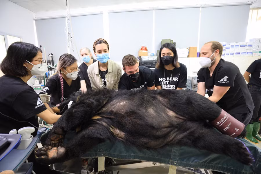 Các nghệ sĩ có thể tiếp cận, cùng bác sĩ thăm khám cho những chú gấu.