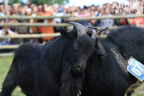 Doc dao, hai huoc le hoi choi De - Anh 6