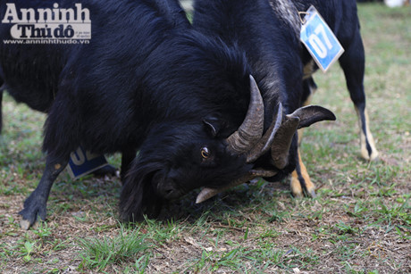 Doc dao, hai huoc le hoi choi De - Anh 5