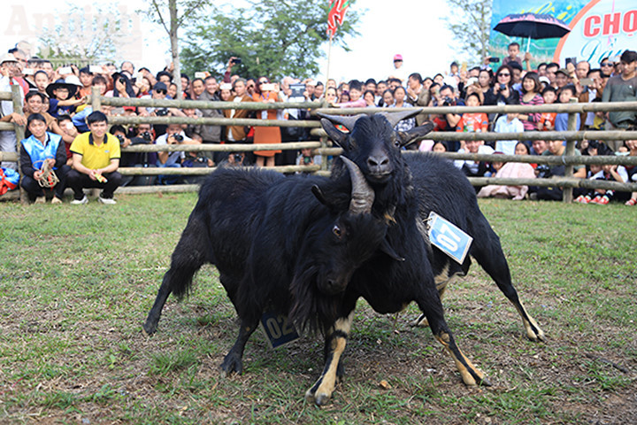 Độc đáo, hài hước lễ hội chọi Dê