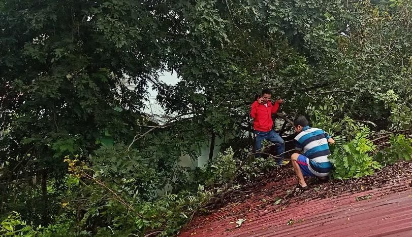 Các trường học chặt bớt cây xanh để hạn chế gãy đổ do mưa bão.