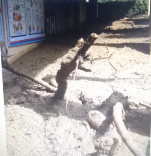 Cây cối trong sân trường bị quật đổ Cây cối trong sân trường bị quật đổ