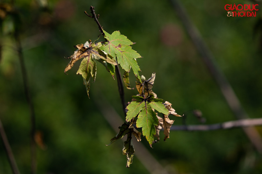 Việc Hà Nội trồng thử nghiệm cây phong trên phố đã gây nhiều ý kiến trái chiều.